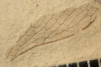 Media type: image;   Entomology PALE-3065